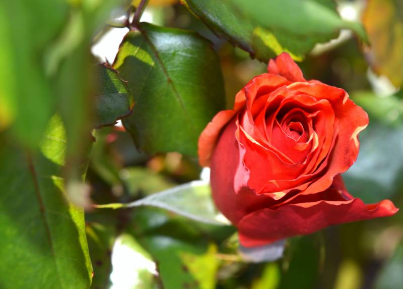 Comment bien entretenir ses rosiers afin qu'ils soient en bonne santé